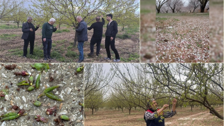Kayısı bahçelerinde zarar tespit çalışmalarına başlandı