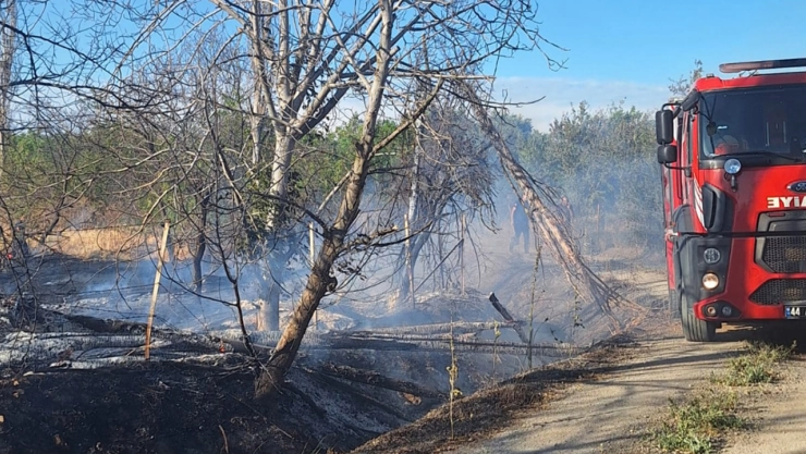 Kayısı Bahçesinde Yangın: 10 Dönüm Alan Zarar Gördü