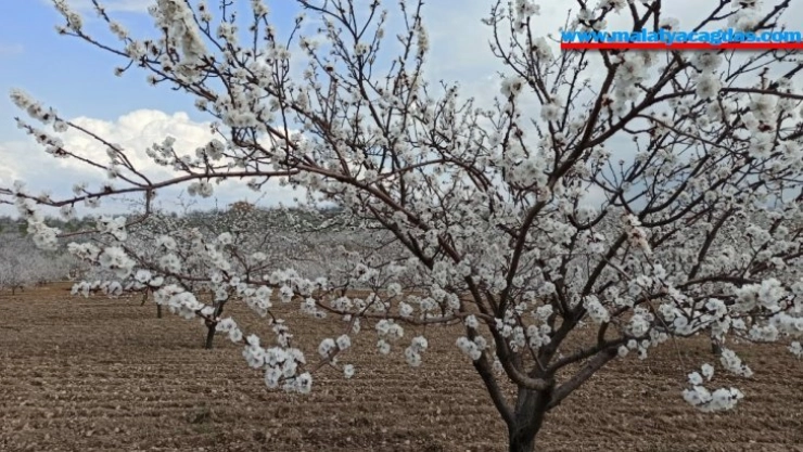 Kayısıda don riski üreticiyi endişelendiriyor