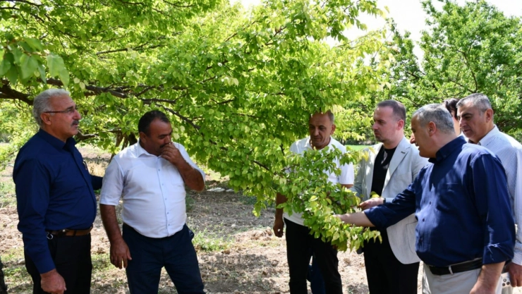 Kayısıya Don Vurdu, Çiftçi Destek Bekliyor: Karademir'den Acil Çağrı