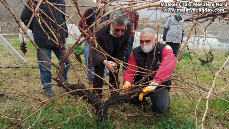 Keban'da çiftçilere, bağ budama eğitimi