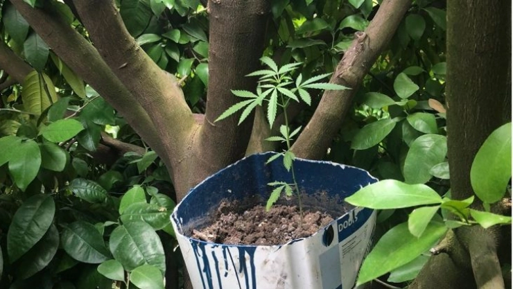 Kenevir saksılarını ağaç gövdelerine gizlemişler