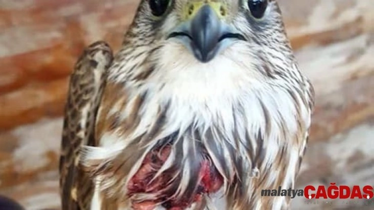 Kerkenez yırtıcısı koruma altına alındı