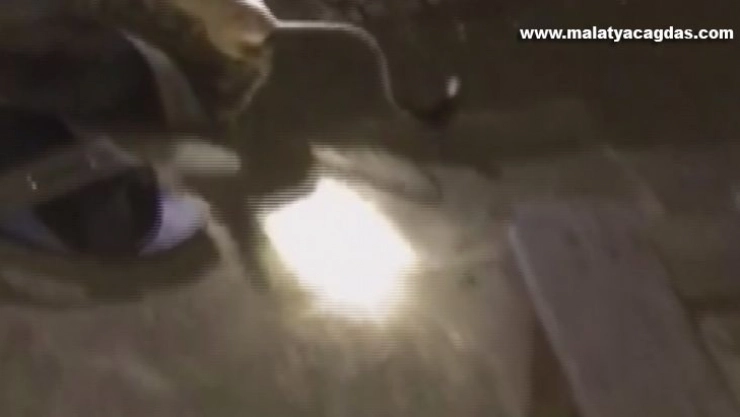 Kırmızı listede bulunan kanguru faresi, çadırda görüldü