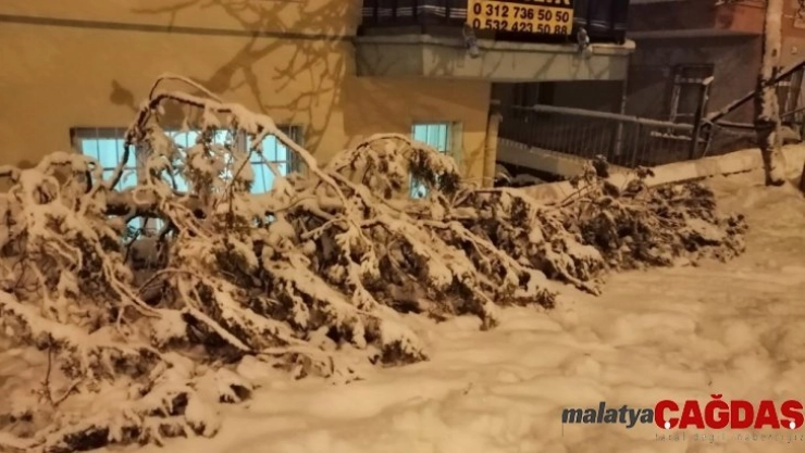 Kızılcahamam'da yoğun kar nedeniyle ağaçlar devrildi