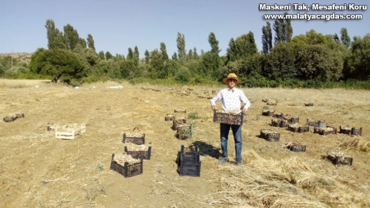 Kulp'ta sarımsak hasadı başladı