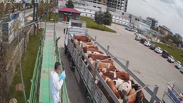 Kurbanlık hayvan sevkleri başladı