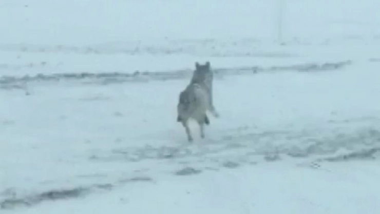 Kurtlar yerleşim yerlerine indi