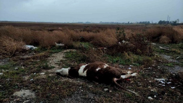 Kuş cennetinde ayakları bağlı ölü buzağı bulundu