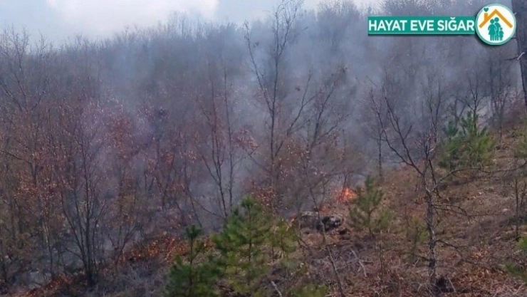 Kütahya Emet'te orman yangını