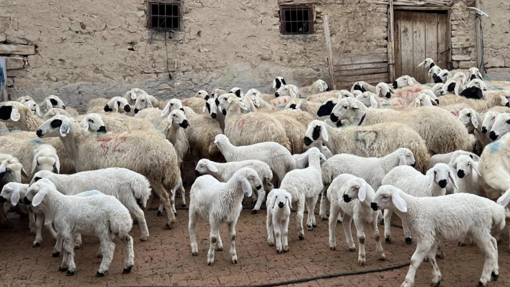 Kuzu ve oğlak desteği ikinci başvuru dönemi başladı