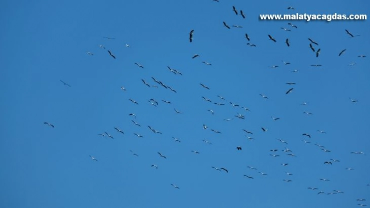 Leyleklerin göçü İskenderun Körfezi'nde güzel görüntüler oluşturdu