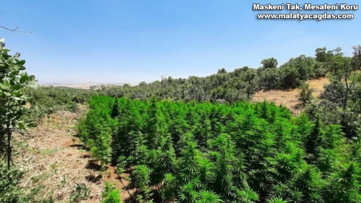 Lice'de 1 milyon 340 bin kök Hint keneviri ele geçirildi