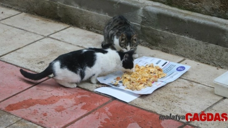 Mahallenin kedileri ona emanet