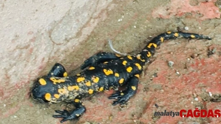 Benekli Anadolu Semenderi görüldü