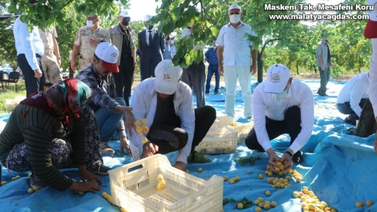 Malatya'da kayısı hasadı başladı