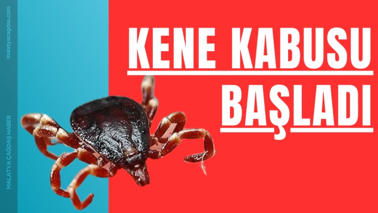Malatya'da kene vakası