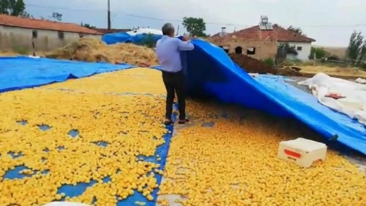 Sağanak yağış kayısı üreticilerini vurdu