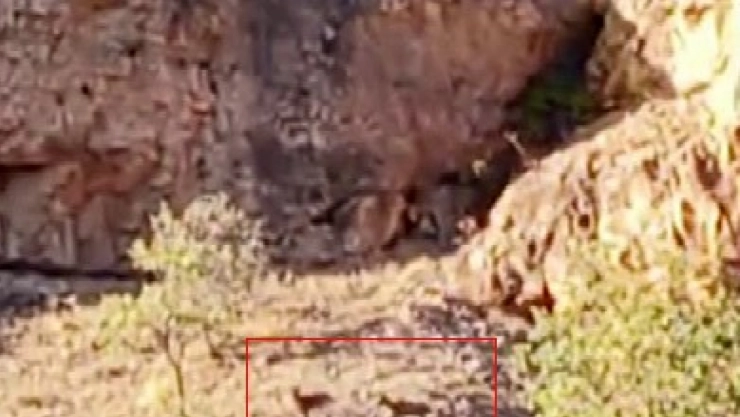 Nesli Tehlikedeki Yaban Keçileri Arapgir'de Sürü Halinde Görüldü