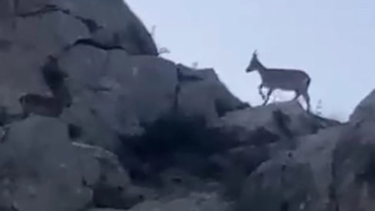 Yaban keçileri görüntülendi