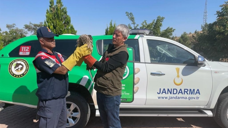 Malatya'da yaralı şahin bulundu