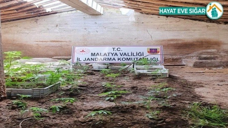 Malatya'da yasa dışı kenevir ele geçirildi