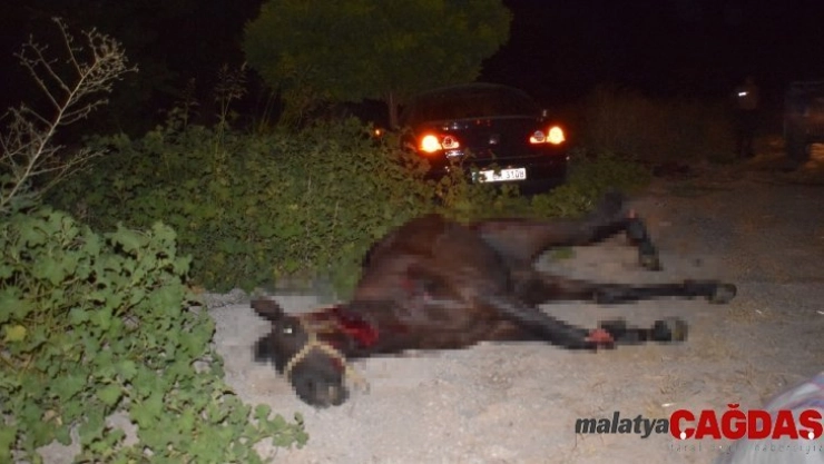 Malatya'da yola fırlayan yarış tayları telef oldu