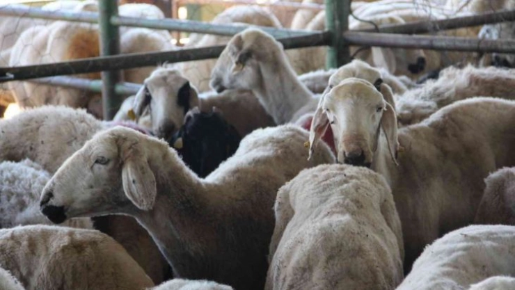 Hayvan Pazarında kurbanlıklar hazır, alıcılarını bekliyor