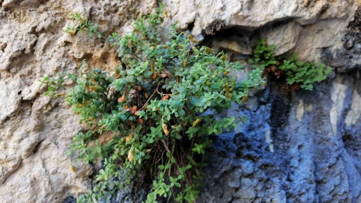 Malatya Florasından Yeni Doğal İlaç Adayı
