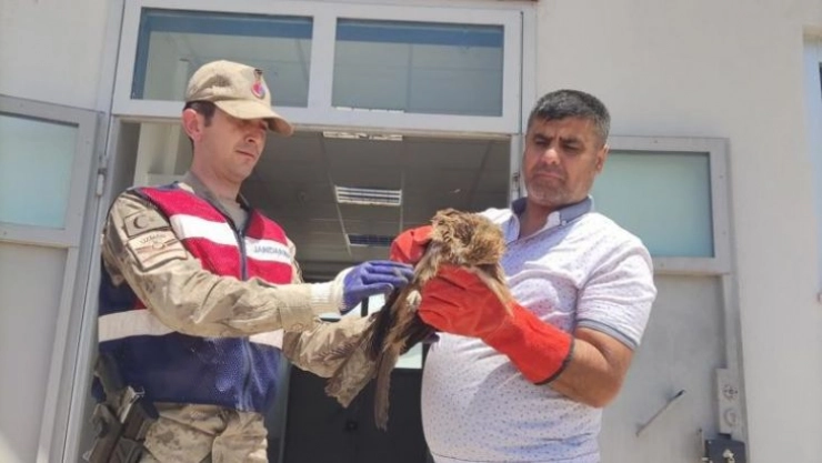 Mardin'de yaralı şahin koruma altına alındı
