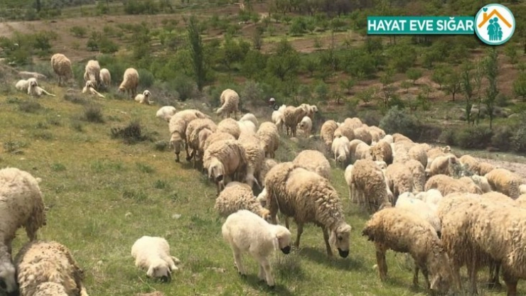 Mera-yayla kiralamaları ihalesi ertelendi
