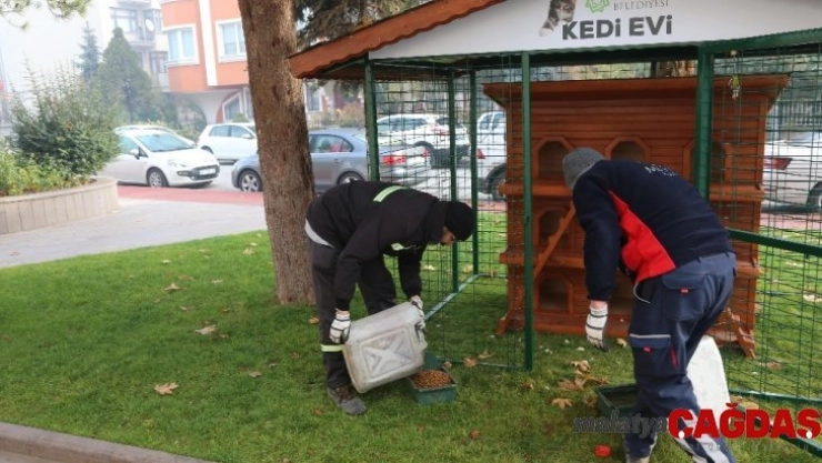 Meram Belediyesi, sokak hayvanları için çalışmalarını hızlandırdı