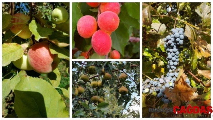 Meyve çeşitlerinin yaygınlaştırılması