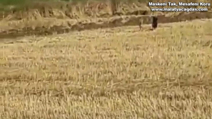 Mısır tarlasındaki domuzlar tedirginliğe neden oldu