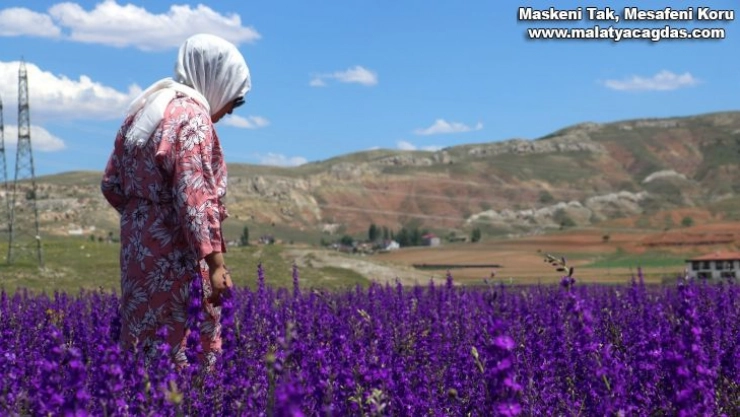 Mor çiçek tarlaları göz kamaştırıyor