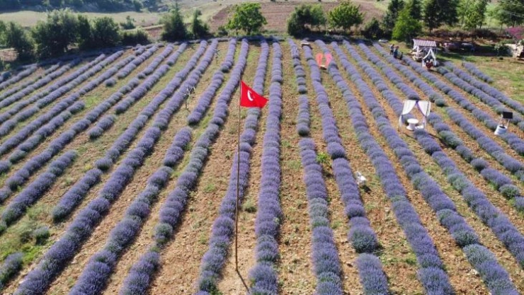 Mor tarlaların hanımağaları