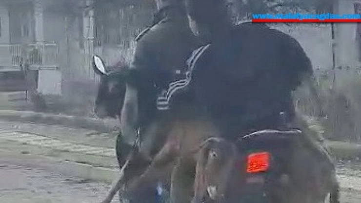 Motosiklette 2 keçi, 2 insan