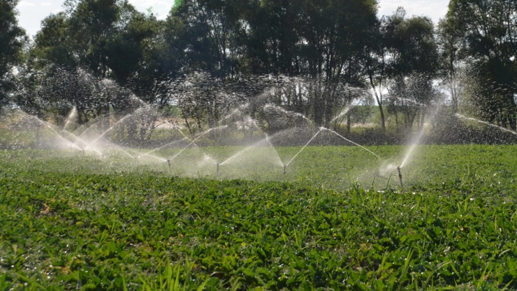 Muş'ta 60 bin dönüm alana şeker pancarı ekimi yapıldı