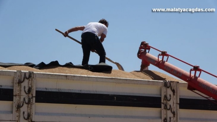 Muş'ta buğday satışları başladı