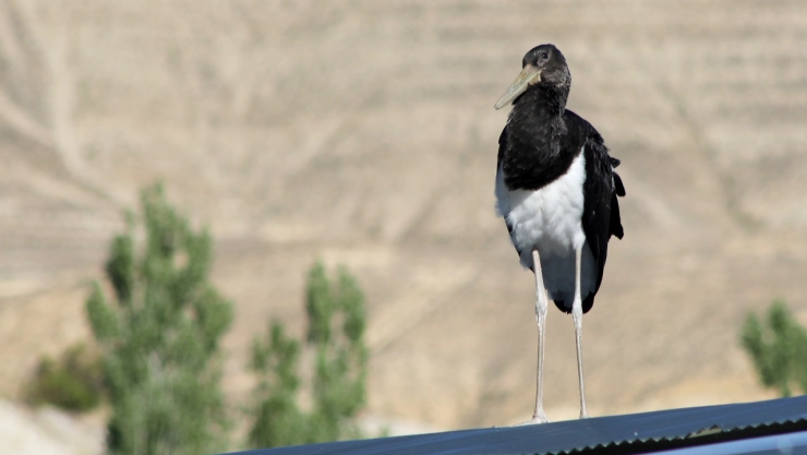 Nadir Görülen Kara Leylek Malatya'da Görüntülendi