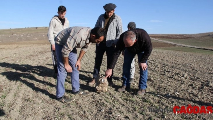 Nohut ektiler göktaşı hasat ettiler