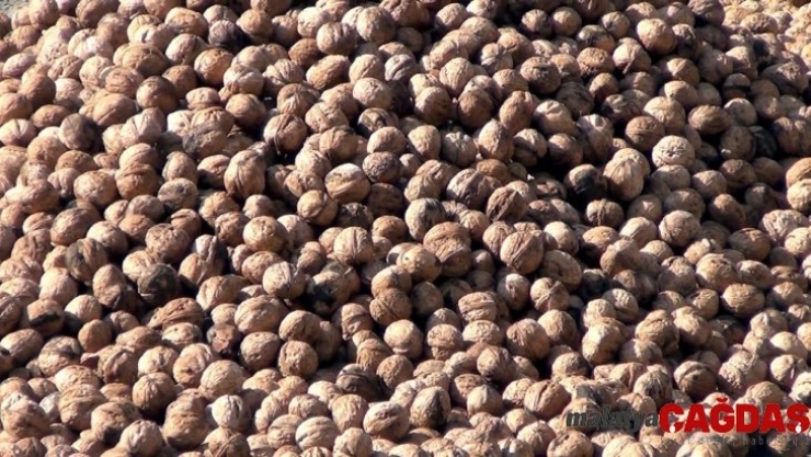 Oğuzlar cevizi coğrafi işaret tescili aldı