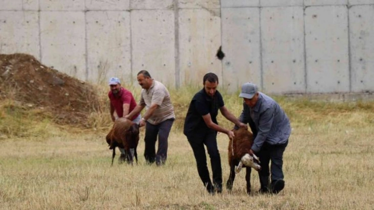 Oltulular kurban kesim alanlarına akın etti
