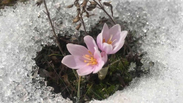 Olur'un köylerinde baharın habercisi çiçekler açtı