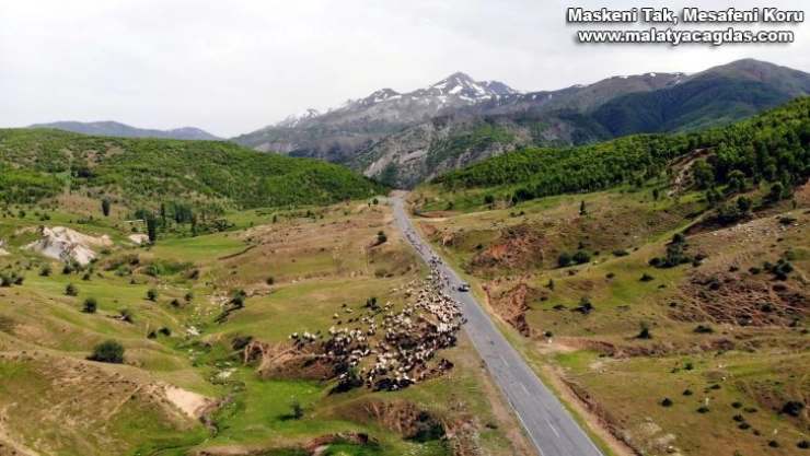On binlerce hayvanla Muş'a gelen yetiştiriciler hayal kırıklığı yaşadı