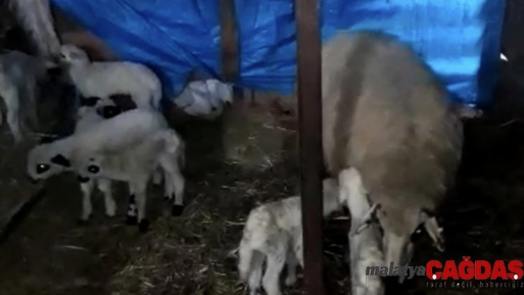Ordu'da koyunlar kuzu makinesi gibi