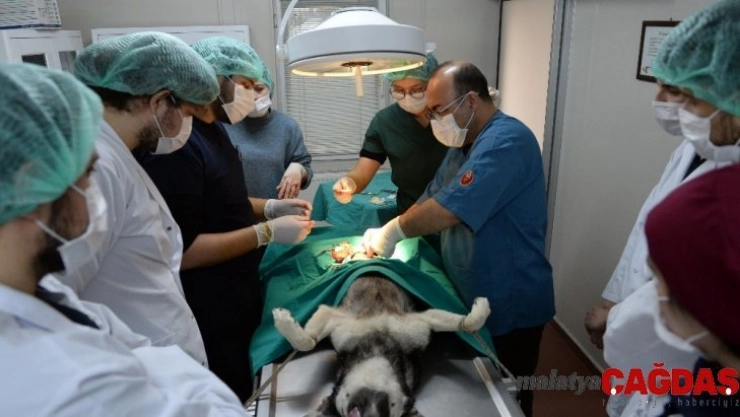 Osmangazi Belediyesi can dostlara kucak açtı