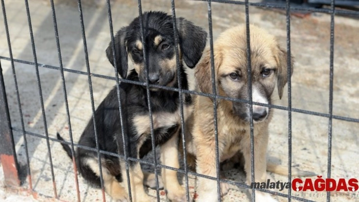 Osmangazi'de can dostlar sahipsiz değil