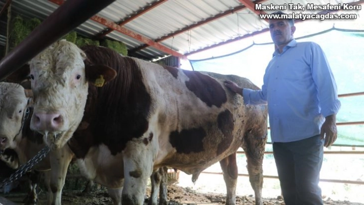 Otomobil fiyatına satılan tonluk kurbanlıklar görücüye çıktı
