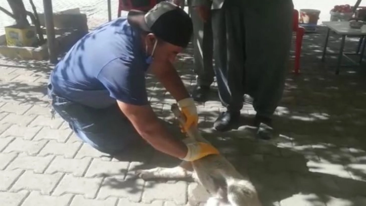 Yavru Köpek Kalp Masajı İle Hayata Tutundu